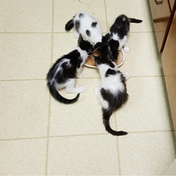 Meet your Posher, Virginia - Picture 2 of 4